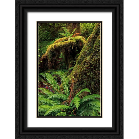 Ferns and Big Leaf Maple tree draped with Club Moss-Hoh Rainforest-Olympic National Park Black Ornate Wood Framed Art Print with Double Matting by Jones, Adam