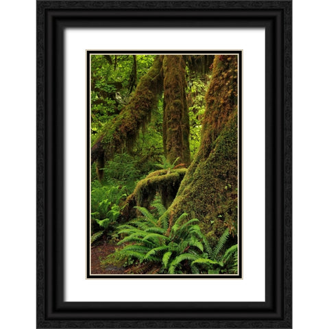 Ferns and Big Leaf Maple tree draped with Club Moss-Hoh Rainforest-Olympic National Park Black Ornate Wood Framed Art Print with Double Matting by Jones, Adam