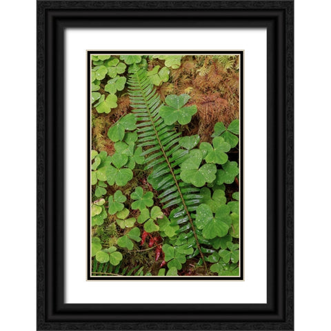 Ferns and sorrel on forest floor-Hoh Rainforest-Olympic National Park-Washington State Black Ornate Wood Framed Art Print with Double Matting by Jones, Adam