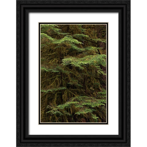 Western hemlock tree-Hoh Rainforest-Olympic National Park-Washington State Black Ornate Wood Framed Art Print with Double Matting by Jones, Adam
