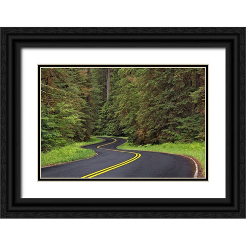 Curving road though lush forest-Olympic National Park-Washington State Black Ornate Wood Framed Art Print with Double Matting by Jones, Adam