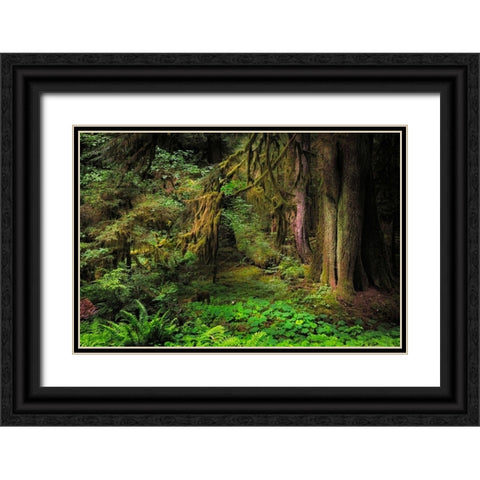 Big Leaf Maple tree draped with Club Moss-Hoh Rainforest-Olympic National Park-Washington State Black Ornate Wood Framed Art Print with Double Matting by Jones, Adam