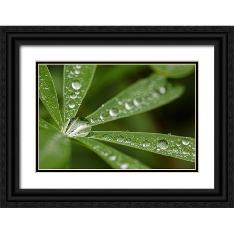 Lupine leaves and raindrops-Olympic National Park-Washington State Black Ornate Wood Framed Art Print with Double Matting by Jones, Adam