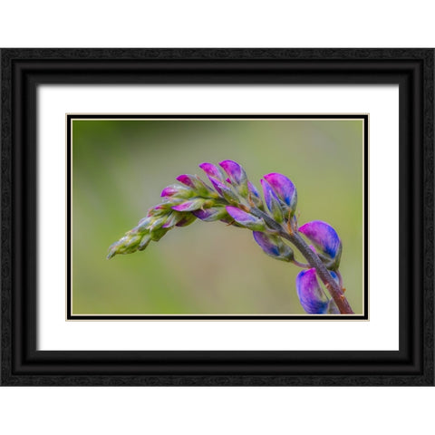Lupine flower opening up-Olympic National Park-Washington State Black Ornate Wood Framed Art Print with Double Matting by Jones, Adam