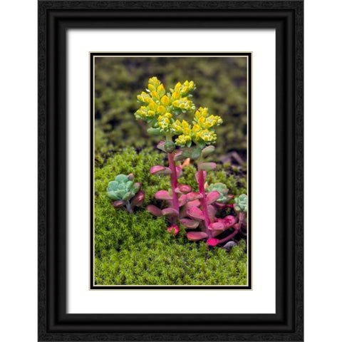 Broadleaf stonecrop-Olympic National Park-Washington State Black Ornate Wood Framed Art Print with Double Matting by Jones, Adam