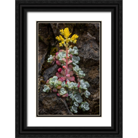 Broadleaf stonecrop-Olympic National Park-Washington State Black Ornate Wood Framed Art Print with Double Matting by Jones, Adam