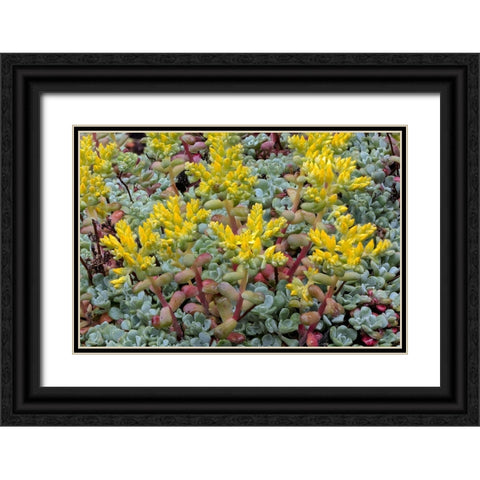 Broadleaf stonecrop-Olympic National Park-Washington State Black Ornate Wood Framed Art Print with Double Matting by Jones, Adam