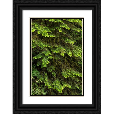 Western hemlock tree-Hoh Rainforest-Olympic National Park-Washington State Black Ornate Wood Framed Art Print with Double Matting by Jones, Adam