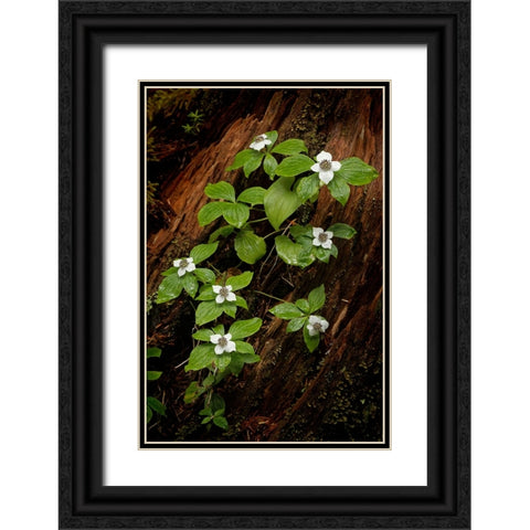 Dogwood bunchberry-Olympic National Park-Washington State Black Ornate Wood Framed Art Print with Double Matting by Jones, Adam