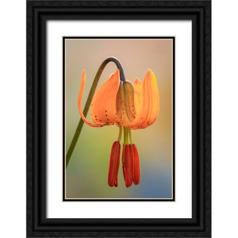 USA-Washington-Dewatto Tiger lily flower close-up Black Ornate Wood Framed Art Print with Double Matting by Jaynes Gallery