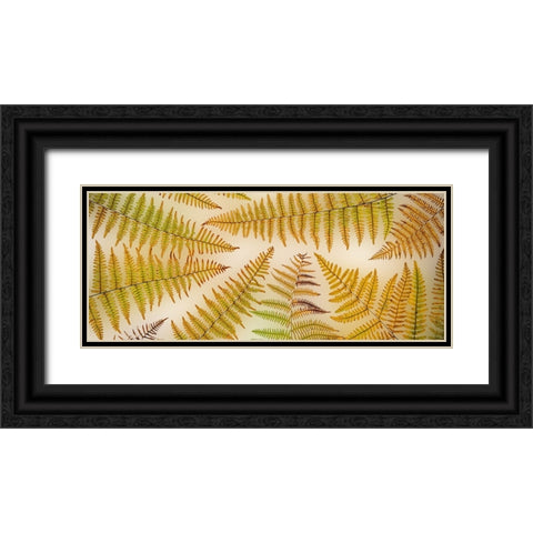 USA-Washington State-Seabeck Panoramic of bracken fern pattern Black Ornate Wood Framed Art Print with Double Matting by Jaynes Gallery
