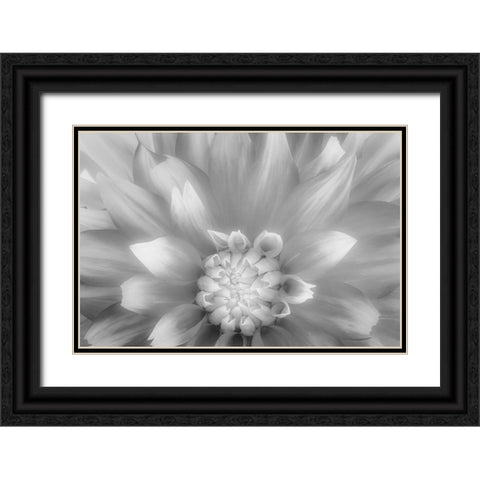 USA-Washington State-Seabeck Dahlia close-up in black and white Black Ornate Wood Framed Art Print with Double Matting by Jaynes Gallery