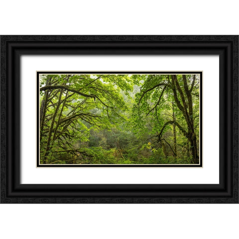 USA-Washington State-Seabeck Bigleaf maple trees in Anderson Landing County Park Black Ornate Wood Framed Art Print with Double Matting by Jaynes Gallery