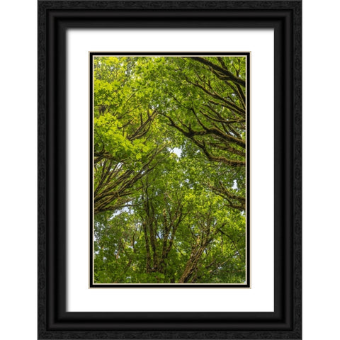 USA-Washington State-Seabeck Bigleaf maple trees in Anderson Landing County Park Black Ornate Wood Framed Art Print with Double Matting by Jaynes Gallery