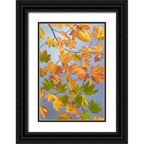 USA-Washington State-Seabeck Vine maple branch in autumn Black Ornate Wood Framed Art Print with Double Matting by Jaynes Gallery
