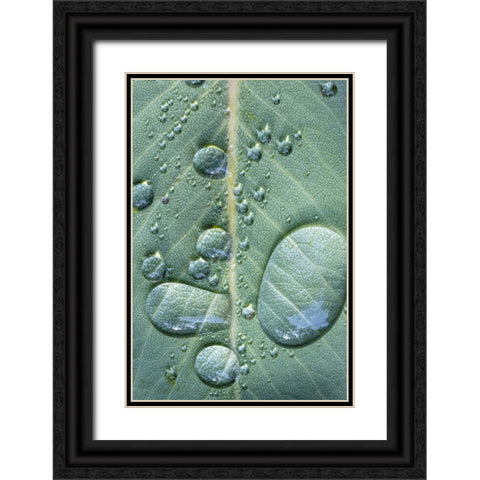 USA-Washington State-Seabeck Raindrops on madrone tree leaf Black Ornate Wood Framed Art Print with Double Matting by Jaynes Gallery