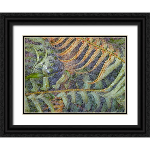 USA-Washington State-Seabeck Dew-covered spider webs over sword ferns Black Ornate Wood Framed Art Print with Double Matting by Jaynes Gallery