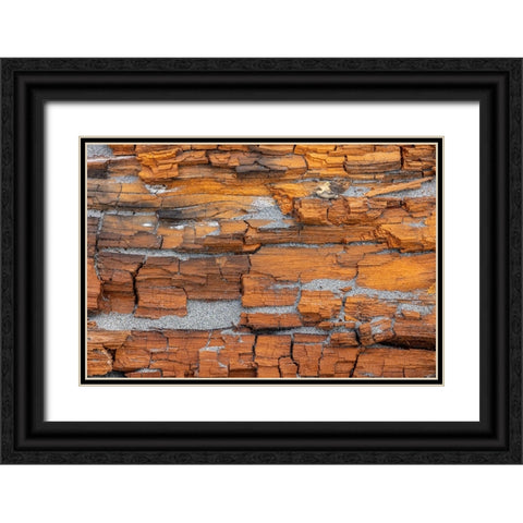 USA-Washington State-Fort Flagler State Park Crumbling driftwood close-up Black Ornate Wood Framed Art Print with Double Matting by Jaynes Gallery