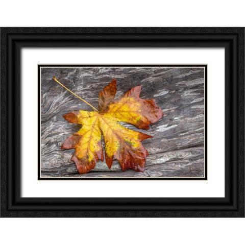 USA-Washington State-Seabeck Bigleaf maple leaf on driftwood Black Ornate Wood Framed Art Print with Double Matting by Jaynes Gallery