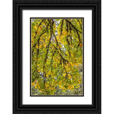 USA-Washington State-Seabeck Looking up at bigleaf maple branches Black Ornate Wood Framed Art Print with Double Matting by Jaynes Gallery