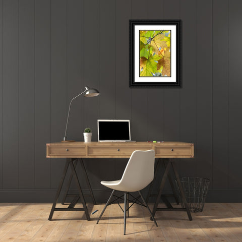 USA-Washington State-Seabeck Bigleaf maple leaves close-up in autumn Black Ornate Wood Framed Art Print with Double Matting by Jaynes Gallery