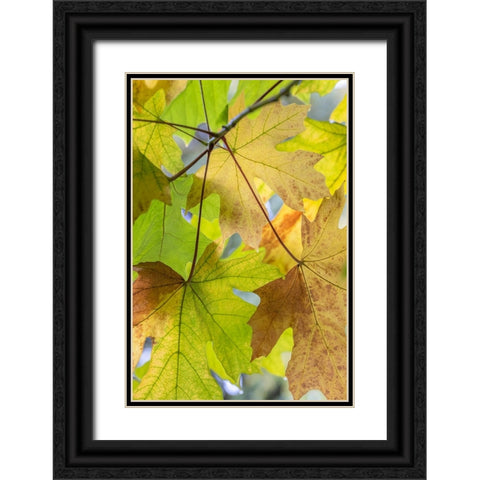 USA-Washington State-Seabeck Bigleaf maple leaves close-up in autumn Black Ornate Wood Framed Art Print with Double Matting by Jaynes Gallery