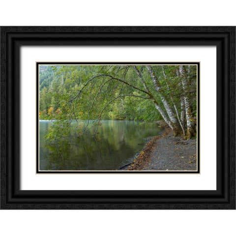 USA-Washington State-Olympic National Park Alder trees overhanging Lake Crescent shore Black Ornate Wood Framed Art Print with Double Matting by Jaynes Gallery
