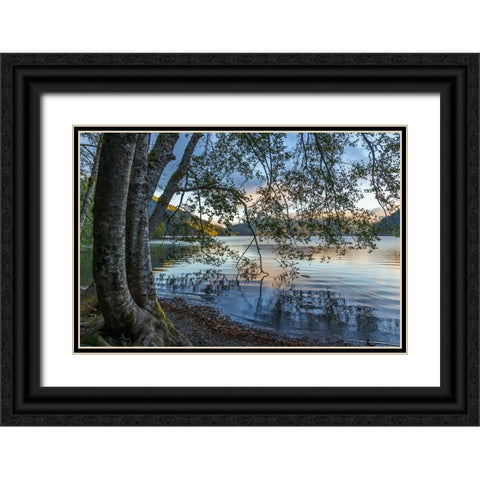 USA-Washington State-Olympic National Park Alder trees overhanging Lake Crescent shore Black Ornate Wood Framed Art Print with Double Matting by Jaynes Gallery