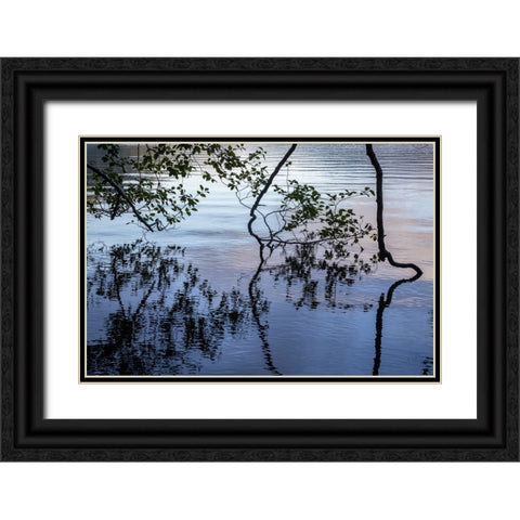 USA-Washington State-Olympic National Park Alder tree overhanging Lake Crescent shore Black Ornate Wood Framed Art Print with Double Matting by Jaynes Gallery