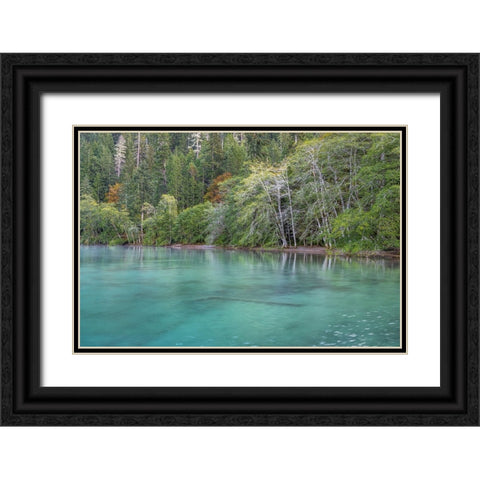 USA-Washington State-Olympic National Park Alder trees overhanging Lake Crescent shore Black Ornate Wood Framed Art Print with Double Matting by Jaynes Gallery