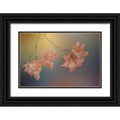 USA-Washington State-Seabeck Vine maple leaves on branch in autumn Black Ornate Wood Framed Art Print with Double Matting by Jaynes Gallery