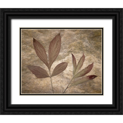 USA-Washington State-Seabeck Peony leaves close-up Black Ornate Wood Framed Art Print with Double Matting by Jaynes Gallery