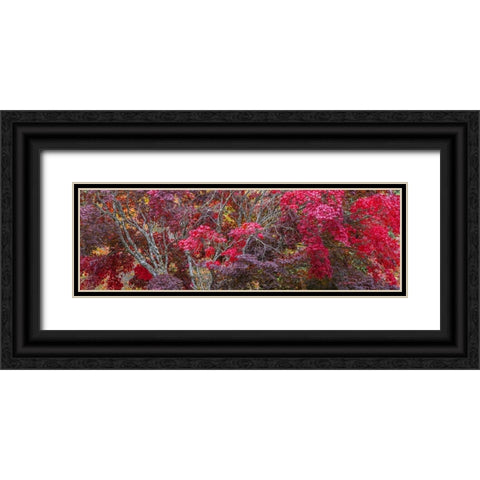 USA- Washington State- Seabeck. Japanese Maple trees- Washington State- Seabeck. Black Ornate Wood Framed Art Print with Double Matting by Jaynes Gallery