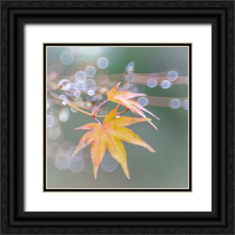 USA- Washington State- Seabeck. Japanese maple leaves after autumn rainstorm. Black Ornate Wood Framed Art Print with Double Matting by Jaynes Gallery