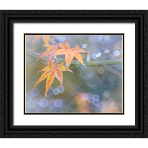 USA- Washington State- Seabeck. Japanese maple leaves after autumn rainstorm. Black Ornate Wood Framed Art Print with Double Matting by Jaynes Gallery
