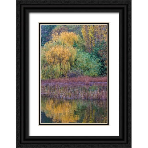 USA- Washington State- Seabeck. Saltwater marsh in autumn. Black Ornate Wood Framed Art Print with Double Matting by Jaynes Gallery