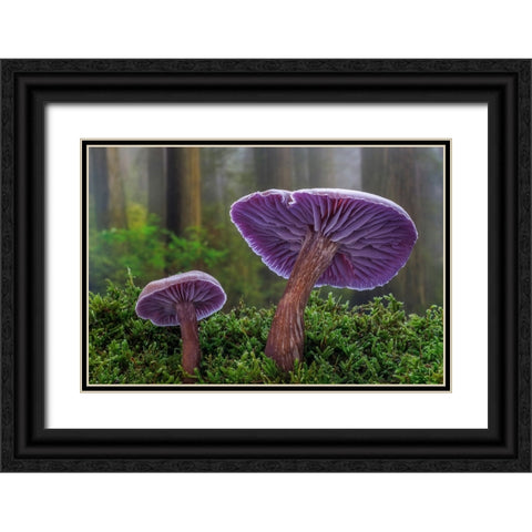 USA- Washington State- Seabeck. Western amethyst laccaria mushroom close-up. Black Ornate Wood Framed Art Print with Double Matting by Jaynes Gallery