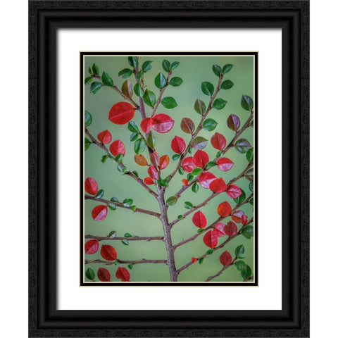 USA- Washington State- Seabeck. Rock cotoneaster plant close-up. Black Ornate Wood Framed Art Print with Double Matting by Jaynes Gallery