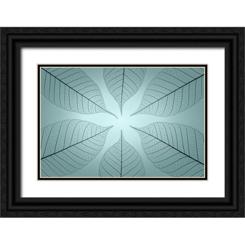USA- Washington State- Seabeck. Pattern of skeletonized leaves. Black Ornate Wood Framed Art Print with Double Matting by Jaynes Gallery
