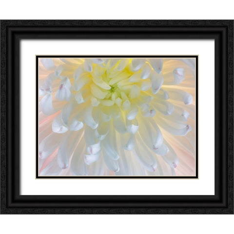 USA- Washington State- Seabeck. Chrysanthemum blossom close-up. Black Ornate Wood Framed Art Print with Double Matting by Jaynes Gallery