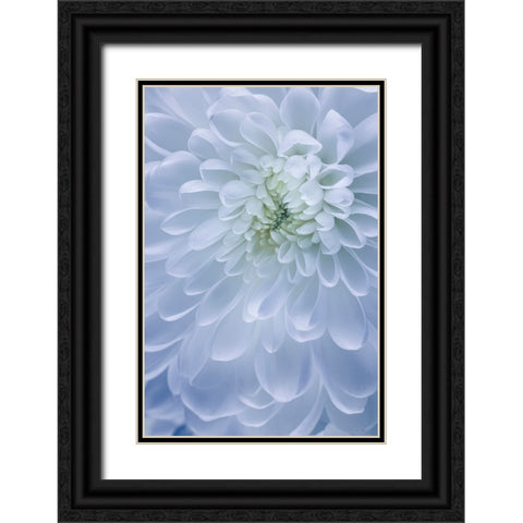 USA- Washington State- Seabeck. Chrysanthemum blossom close-up. Black Ornate Wood Framed Art Print with Double Matting by Jaynes Gallery