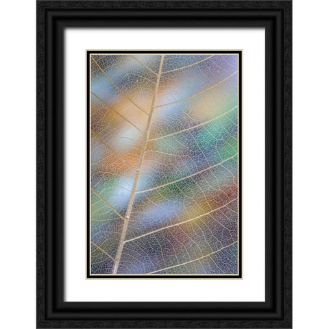 USA- Washington State- Seabeck. Pattern of skeletonized leaves. Black Ornate Wood Framed Art Print with Double Matting by Jaynes Gallery