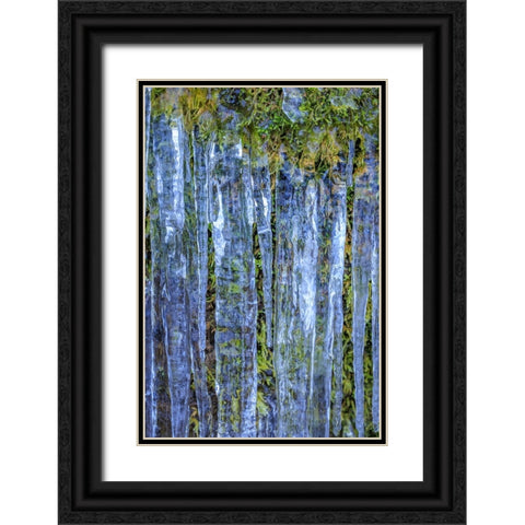 USA- Washington State- Seabeck. Close-up of icicles and moss. Black Ornate Wood Framed Art Print with Double Matting by Jaynes Gallery
