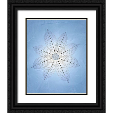 USA- Washington State- Seabeck. Skeletonized leaf pattern. Black Ornate Wood Framed Art Print with Double Matting by Jaynes Gallery