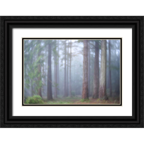 USA- Washington State. Seabeck- Scenic Beach State Park. Morning fog in forest. Black Ornate Wood Framed Art Print with Double Matting by Jaynes Gallery