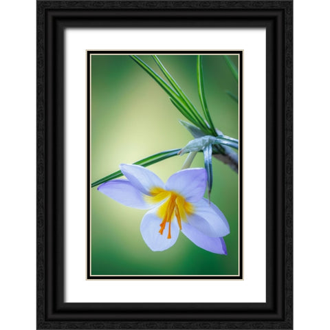 USA- Washington State- Seabeck. Crocus blossom in spring. Black Ornate Wood Framed Art Print with Double Matting by Jaynes Gallery