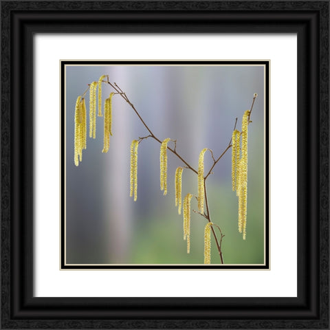 USA- Washington State- Seabeck. Pollen-producing male parts of beaked hazelnut catkin plant. Black Ornate Wood Framed Art Print with Double Matting by Jaynes Gallery