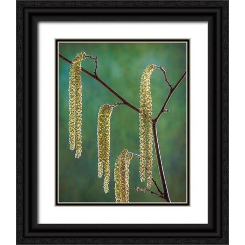 USA- Washington State- Seabeck. Pollen-producing male parts of beaked hazelnut catkin plant. Black Ornate Wood Framed Art Print with Double Matting by Jaynes Gallery