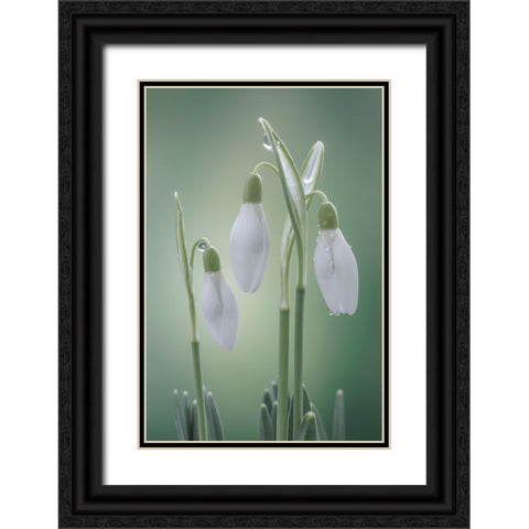 USA- Washington State- Seabeck. Buds of snowdrop flowers. Black Ornate Wood Framed Art Print with Double Matting by Jaynes Gallery