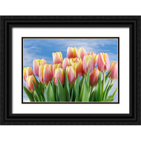 USA- Washington State- Seabeck. Red and yellow tulips in bloom. Black Ornate Wood Framed Art Print with Double Matting by Jaynes Gallery